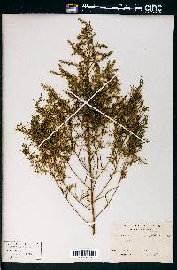 Artemisia dracunculus image