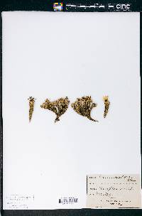 Celmisia sessiliflora image