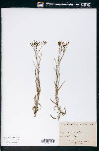 Erechtites arguta image