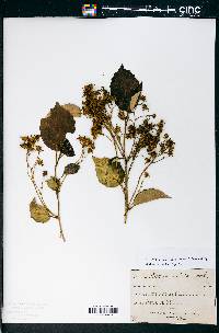 Olearia arborescens image