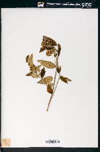 Olearia nernstii image