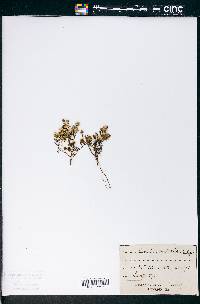 Raoulia australis image