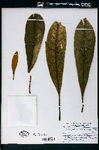 Pittosporum cladanthum image