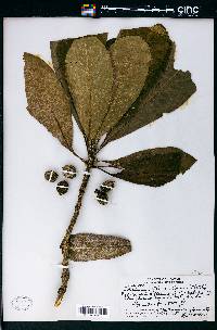 Pittosporum flocculosum image