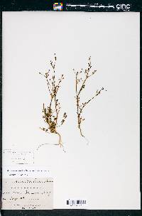 Daucus glochidiatus image