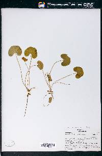 Centella asiatica image