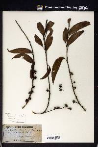 Eucalyptus pilularis image