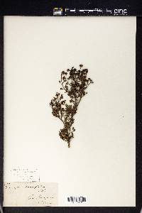 Kunzea parvifolia image