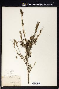 Kunzea peduncularis image