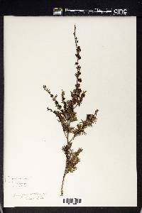 Kunzea peduncularis image