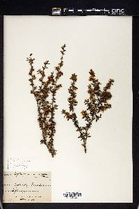 Leptospermum scoparium image