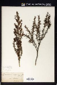 Leptospermum scoparium image