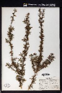 Leptospermum scoparium image