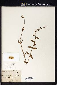 Epilobium billardierianum image