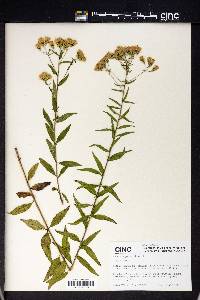 Kuhnia eupatorioides image