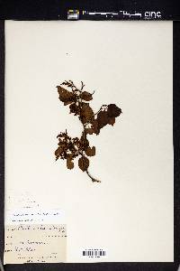 Muehlenbeckia adpressa image