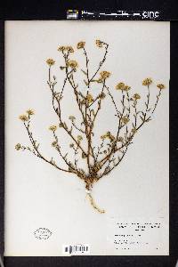 Layia douglasii image