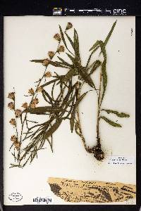 Liatris aspera image