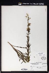 Liatris aspera image