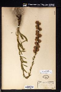 Liatris aspera image