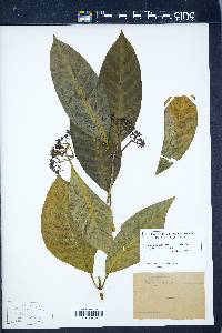 Eumachia forsteriana image