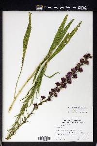 Liatris ligulistylis image