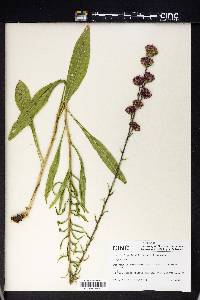 Liatris ligulistylis image