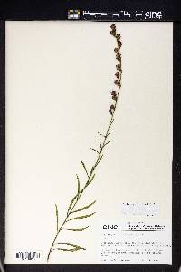 Liatris pilosa image