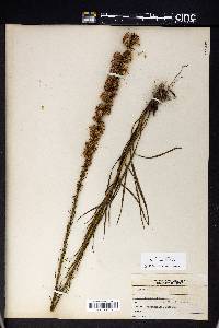 Liatris spicata image