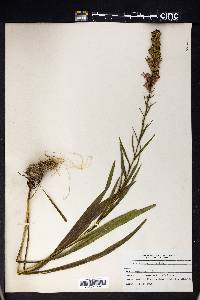 Liatris spicata image