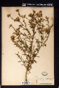 Machaeranthera tanacetifolia image