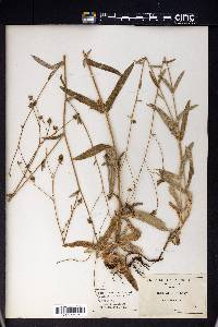 Madia nuttallii image