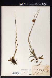 Marshallia angustifolia image