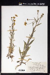 Monolopia gracilens image