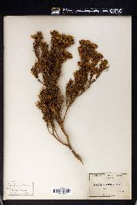 Peucephyllum schottii image