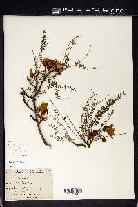 Sophora microphylla image