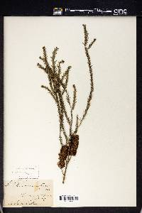 Melaleuca armillaris image
