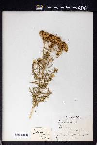 Rayjacksonia annua image