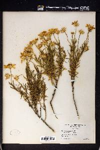 Ericameria linearifolia image