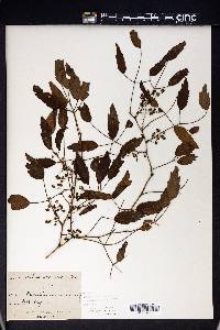 Rubus australis image