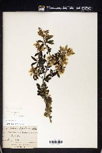 Hoheria angustifolia image