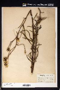Helianthus angustifolius image