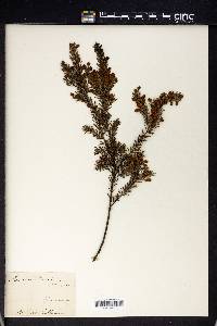 Acacia riceana image