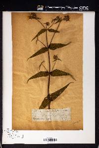Helianthus strumosus image
