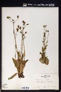 Hieracium albiflorum image