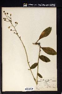 Hieracium greenii image