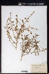 Ambrosia salsola image