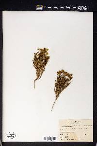 Tetraneuris linearifolia var. linearifolia image