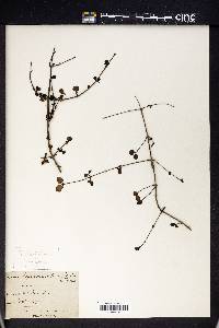Coprosma rotundifolia image