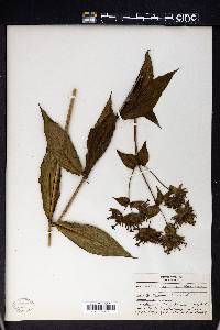Kadua cordata image